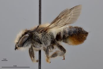 Media type: image;   Entomology 27590 Aspect: habitus lateral view